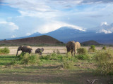 Mt Kili and elephants-3029