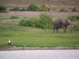 Fish eagle and elephant-3033