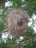 Weaver bird nests at Tortilis Camp-3083