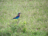 Lilac breasted roller-3219