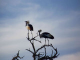 Grey crowned cranes-3413