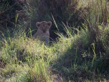 Two cubs-3483