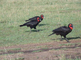 Southern ground hornbill-3518