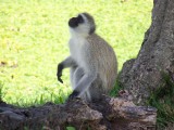 Vervet monkey-3578