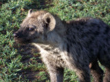 Spotted hyena-3724