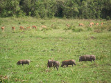 Warthogs and impala in our front yard-3775