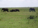 Elephant family-3805