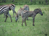 Young zebra are furry-3866