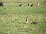 Mongoose, thomsons gazelle, topi-3916