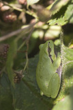 Hyla arborea