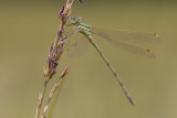 Lestes barbarus