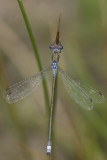 Lestes sponsa