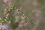 Lestes barbarus