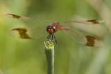 Sympetrum pedemontanum