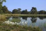 Hondenven