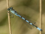 Coenagrion hastulatum