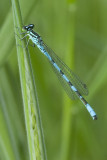 Coenagrion hastulatum