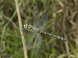 Cordelugaster boltonii