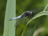 Libellula fulva