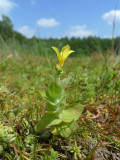 Hypericum elodes