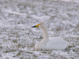 Cygnus cygnus