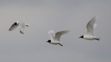 Larus melanocephalus