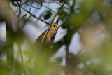 Luscinia luscinia
