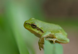 Hyla arborea