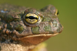 Pseudepidalea viridis