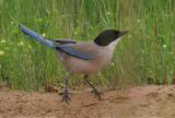 Cyanopica cyana