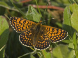 Melitaea cinxia_04