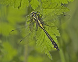 Gomphus vulgatissimus