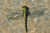 Onychogomphus uncatus