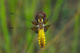Libellula depressa