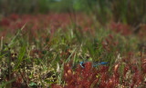 Enallagma cyathigerum