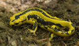 Salamandra salamandra_01