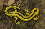 Salamandra salamandra_02