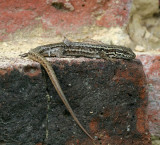 Podarcis muralis