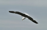 Larus marinus