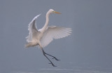 Ardea alba