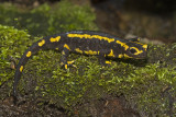 Salamandra salamandra
