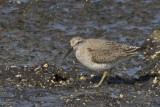 Calidris canutus