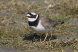 Charadrius hiaticula 