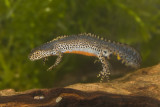 Mesotriton alpestris