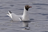 Larus ridibundus