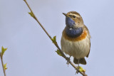 Luscinia svecica