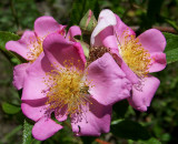 Prairie Roses