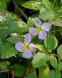 Virginia Meadow Beauty