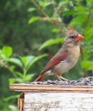 Female Cardinal