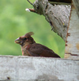 Juvenile Cardinal Holds a Seed